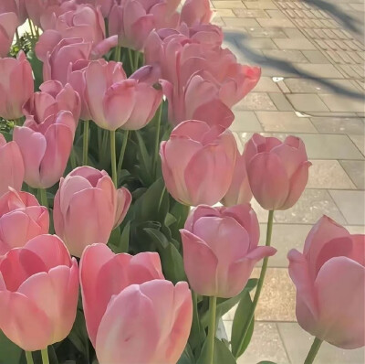 温柔 浪漫 花花 壁纸