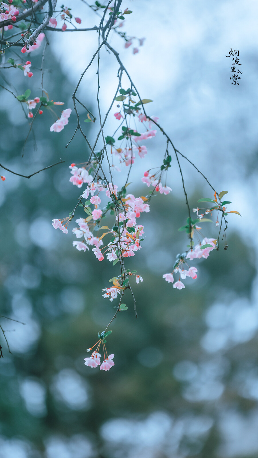 春去秋来，海棠花开，你是否已经化作风雨，穿越时空来到这里
——《大鱼・海棠》
晚安.