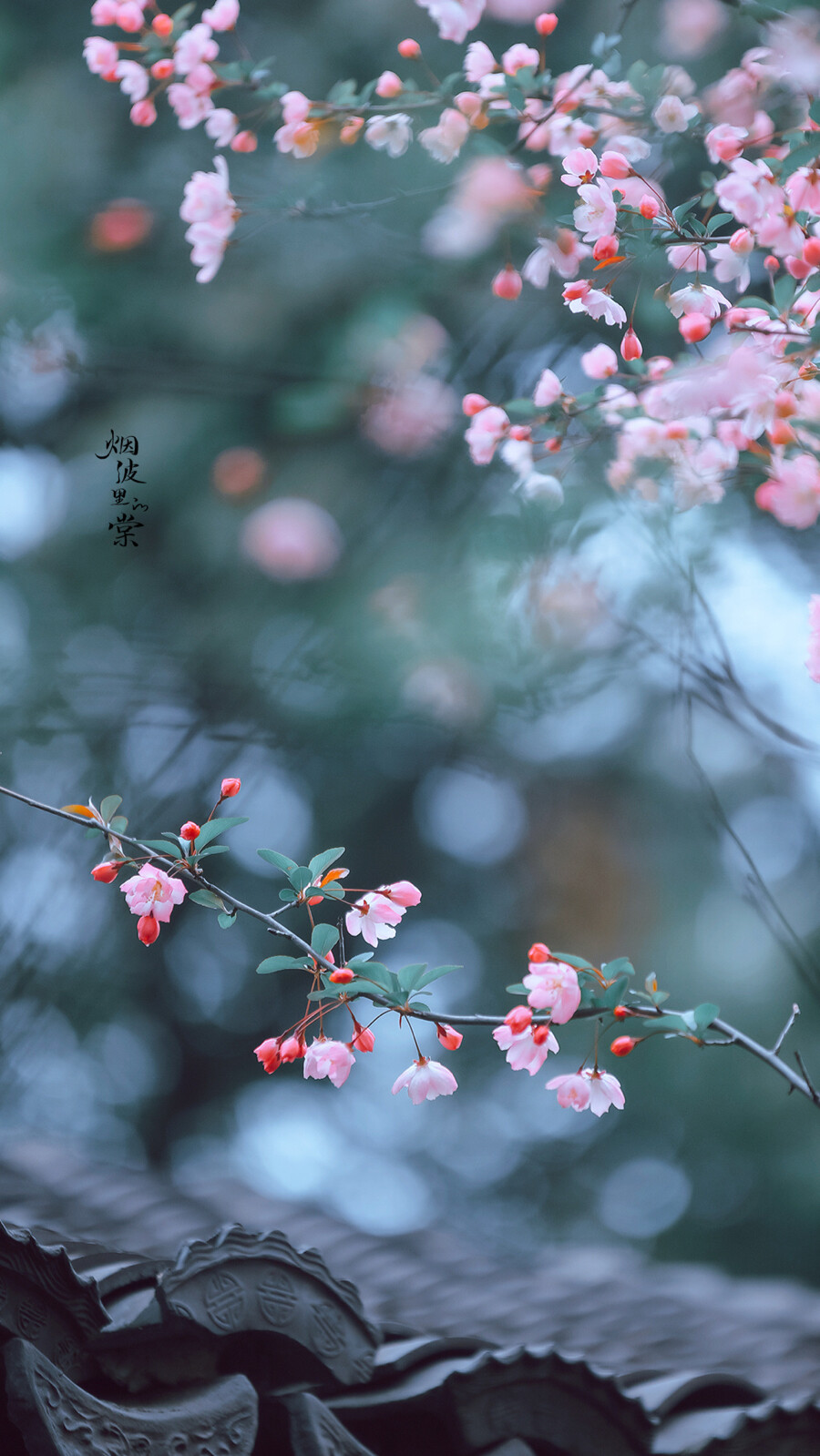 春去秋来，海棠花开，你是否已经化作风雨，穿越时空来到这里
——《大鱼・海棠》
晚安.