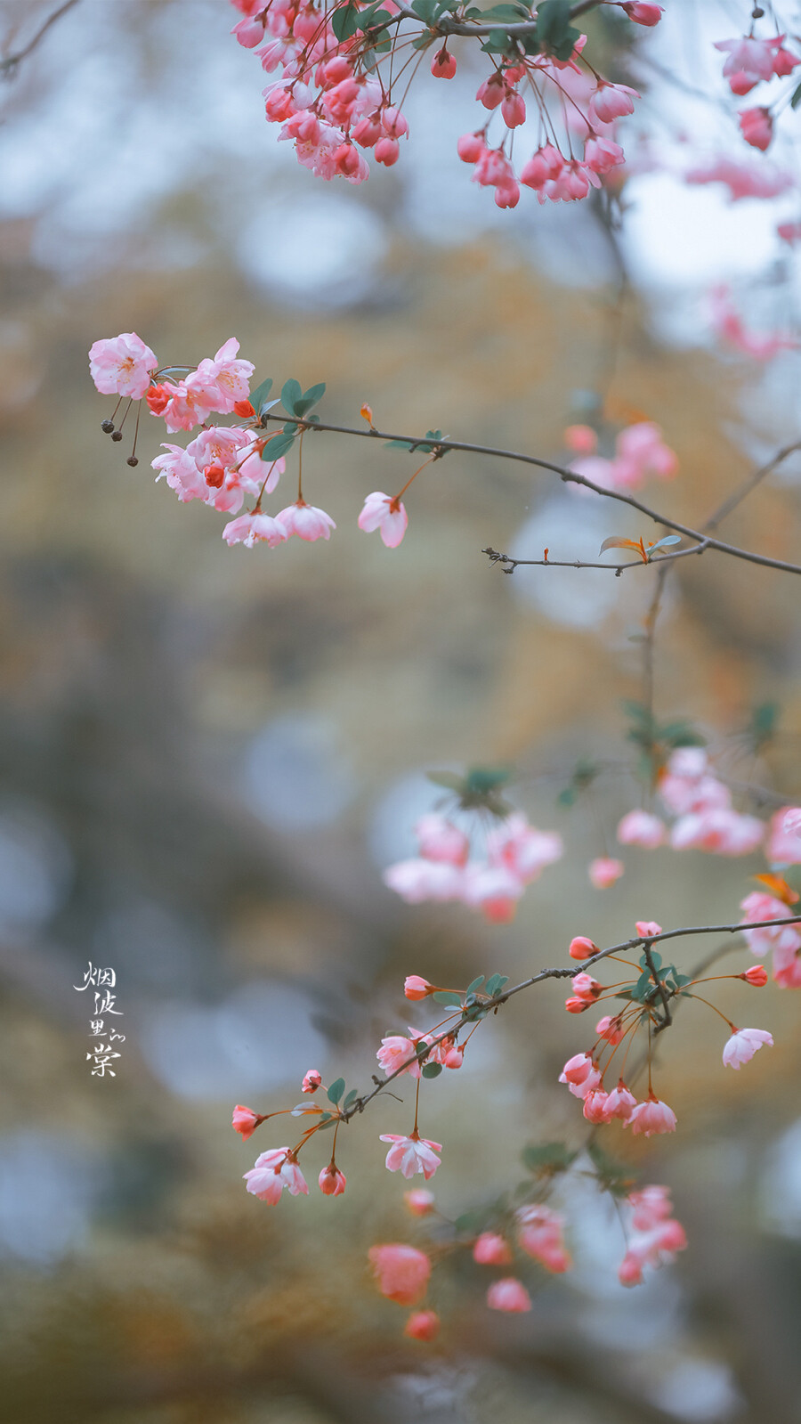 春去秋来，海棠花开，你是否已经化作风雨，穿越时空来到这里
——《大鱼・海棠》
晚安.