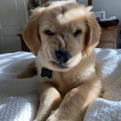 金毛 狗狗头像 傲娇