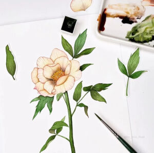   简单又精致的植物水彩 mia韩国水彩画家    INS：@by-mia-illust       