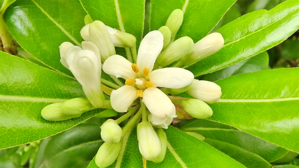 美丽吉安之赏花系列：海桐花开 清雅芳香
