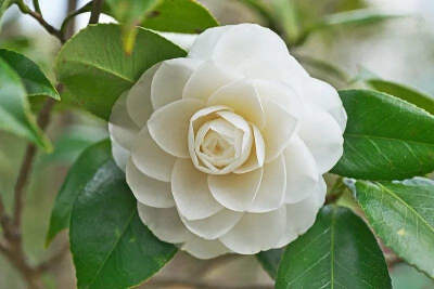 山茶花