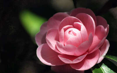 山茶花