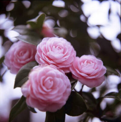 山茶花