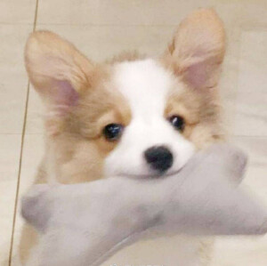 小狗