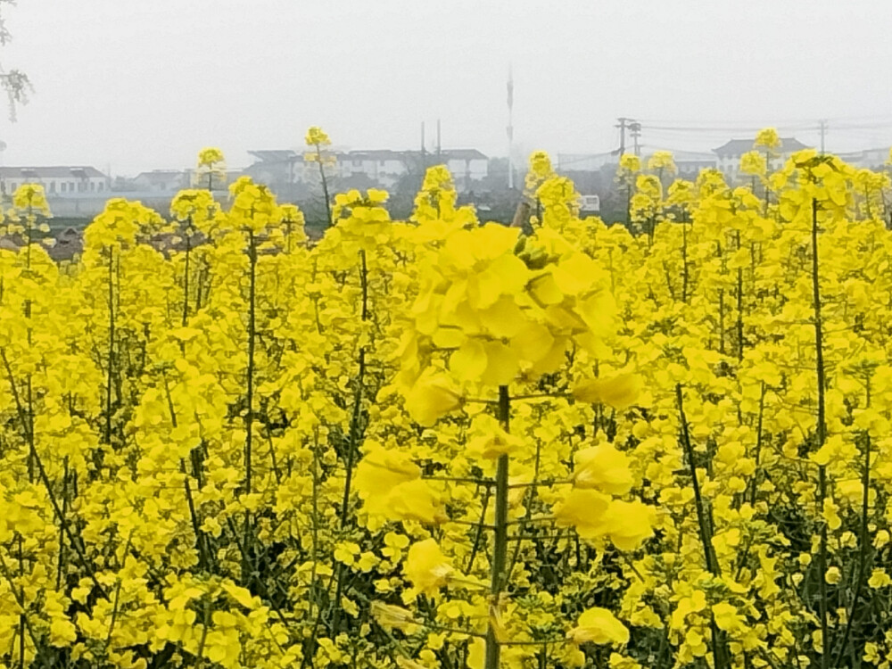 盛開的不是花 是對你滿山遍野的喜歡