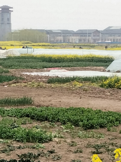 盛開的不是花 是對你滿山遍野的喜歡