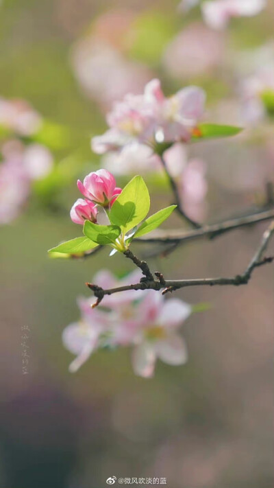 #春花壁纸# 西府海棠
春似酒杯浓，醉得海棠无力。谁染玉肌丰脸，胭脂半透 …
（摄于南京明孝陵景区）
摄影@微风吹淡的蓝
#春日氛围感大赛##发现极美南京##春日寻游季# #我眼中的春天# ​​​