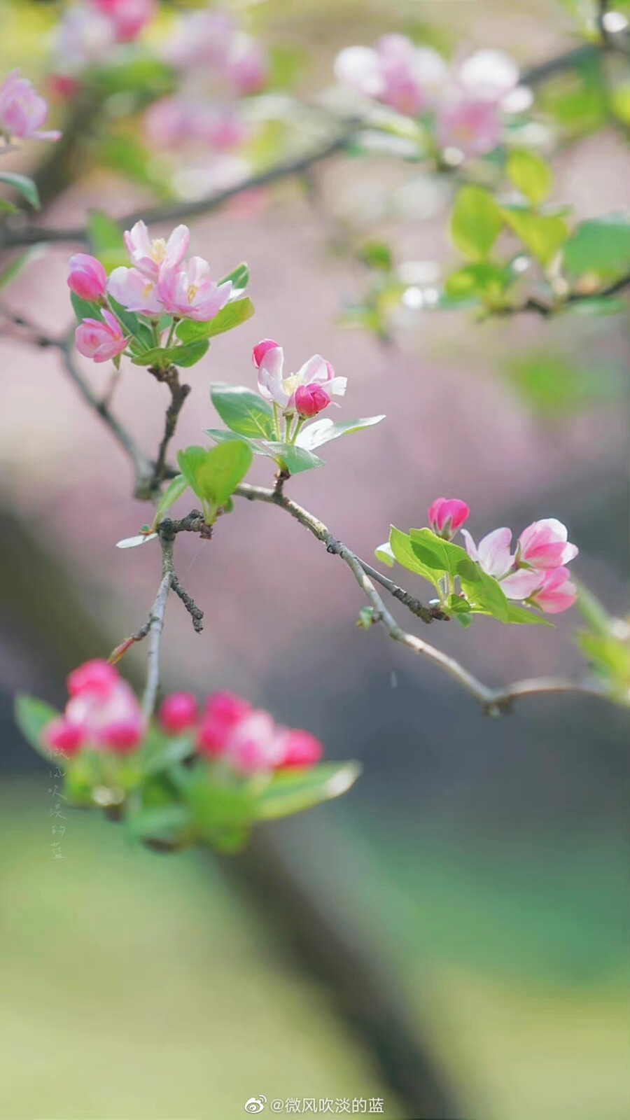 #春花壁纸# 西府海棠
春似酒杯浓，醉得海棠无力。谁染玉肌丰脸，胭脂半透 …
（摄于南京明孝陵景区）
摄影@微风吹淡的蓝
#春日氛围感大赛##发现极美南京##春日寻游季# #我眼中的春天# ​​​