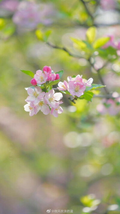 #春花壁纸# 西府海棠
春似酒杯浓，醉得海棠无力。谁染玉肌丰脸，胭脂半透 …
（摄于南京明孝陵景区）
摄影@微风吹淡的蓝
#春日氛围感大赛##发现极美南京##春日寻游季# #我眼中的春天# ​​​