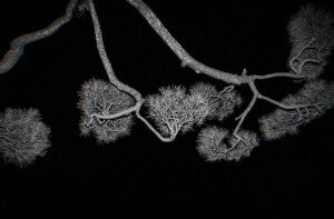 地頭蛇：H. I. d. r. a