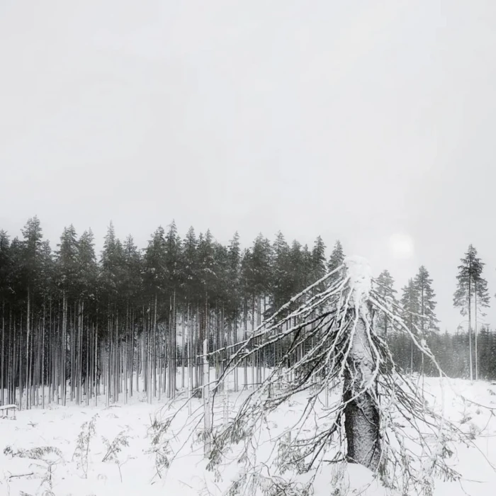 
下次 我们在一起去看雪 好吗
