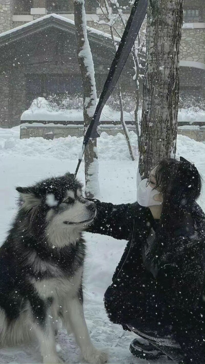 大狗狗 雪地