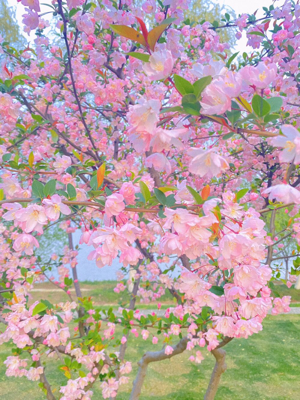 海棠花 樱花 