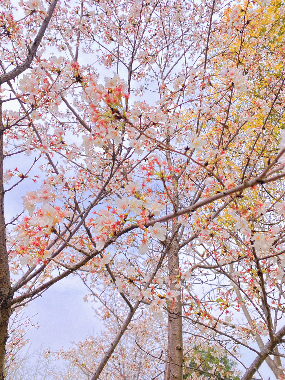 海棠花 樱花 