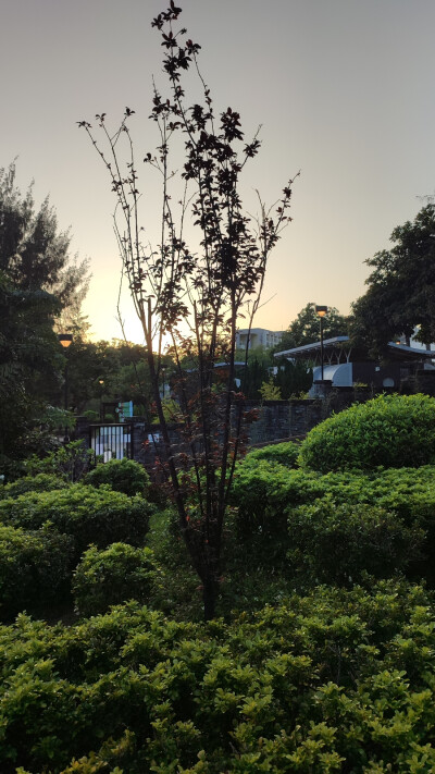 花花草草风风景景
九龙城寨公园