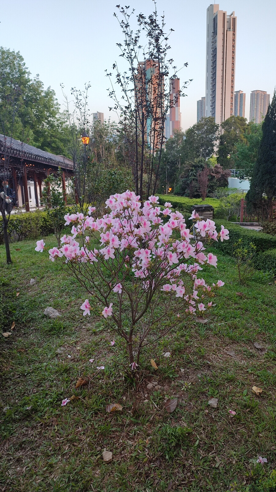 花花草草风风景景
九龙城寨公园