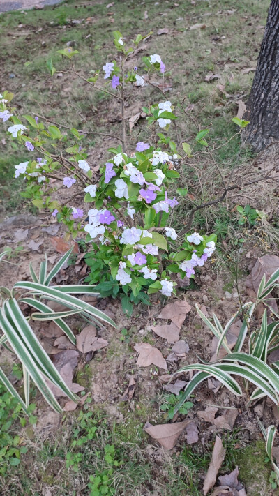 花花草草风风景景
九龙城寨公园