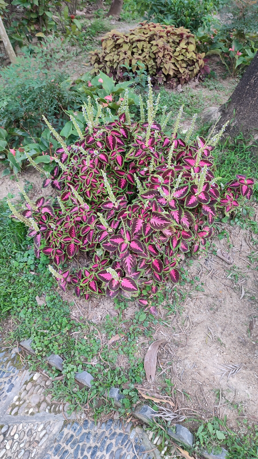 花花草草风风景景
九龙城寨公园