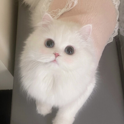 可爱喵咪~