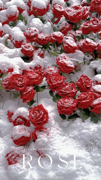 壁纸 朋友圈背景图