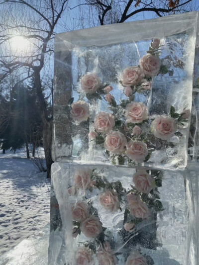 冰川玫瑰