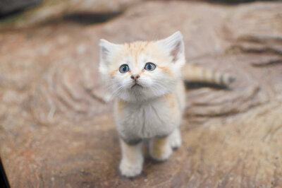小沙漠猫