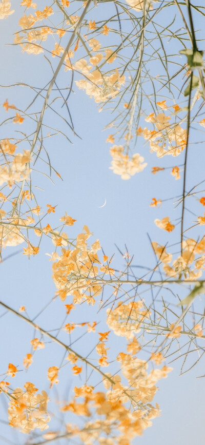 夏天 绿色 清新 安静 壁纸