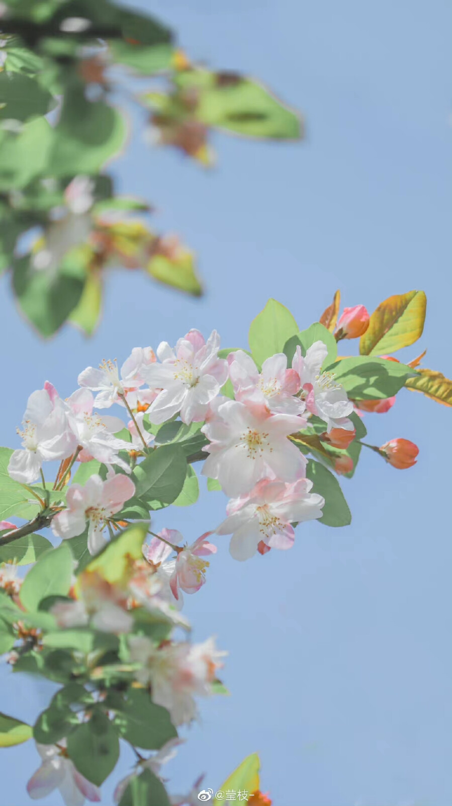 海棠和蓝天是绝配啊 ​
摄影@莹枝-