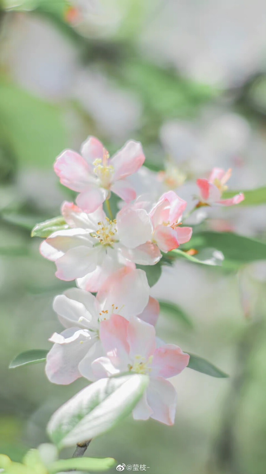 海棠和蓝天是绝配啊 ​
摄影@莹枝-