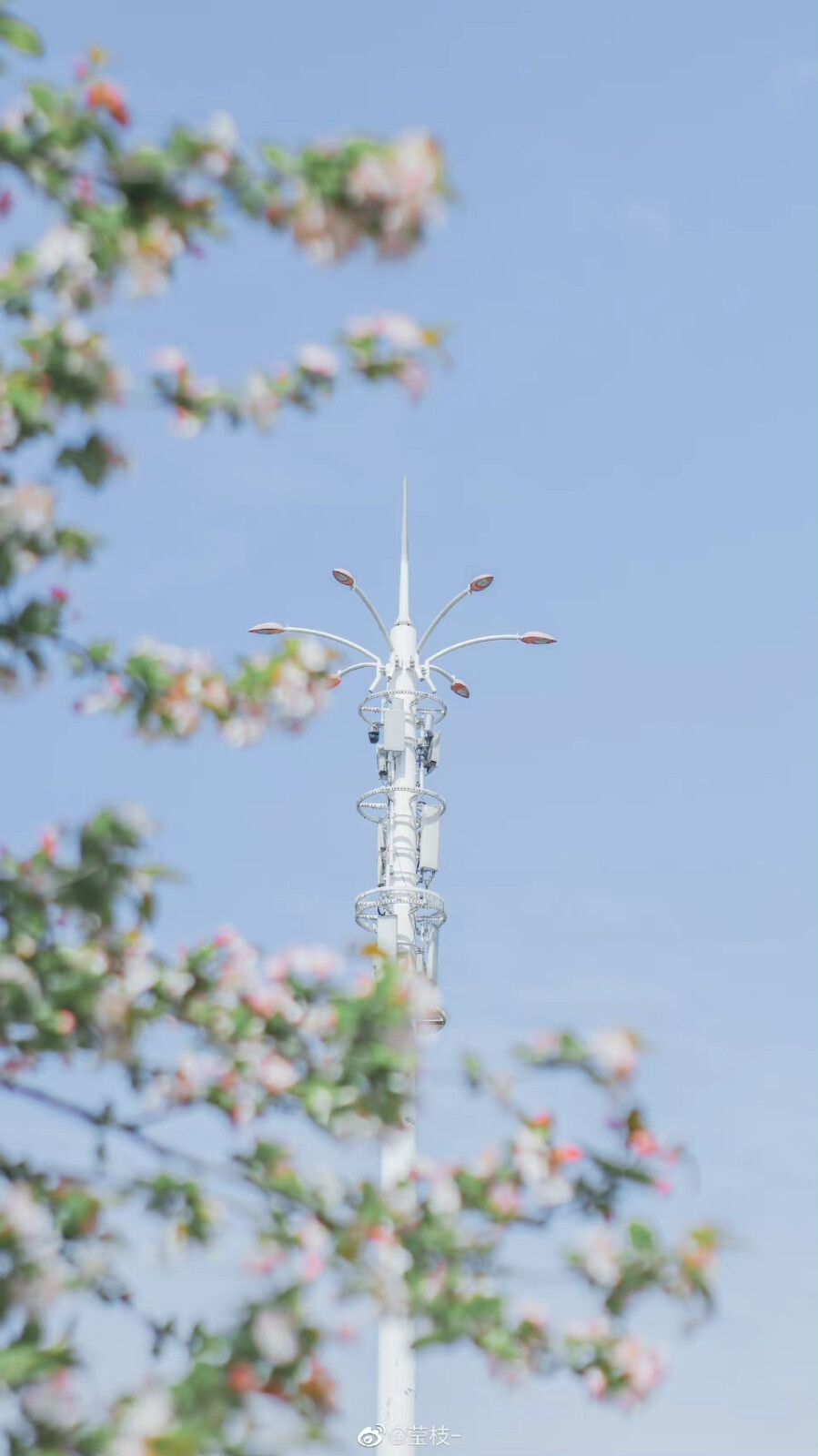 海棠和蓝天是绝配啊 ​
摄影@莹枝-