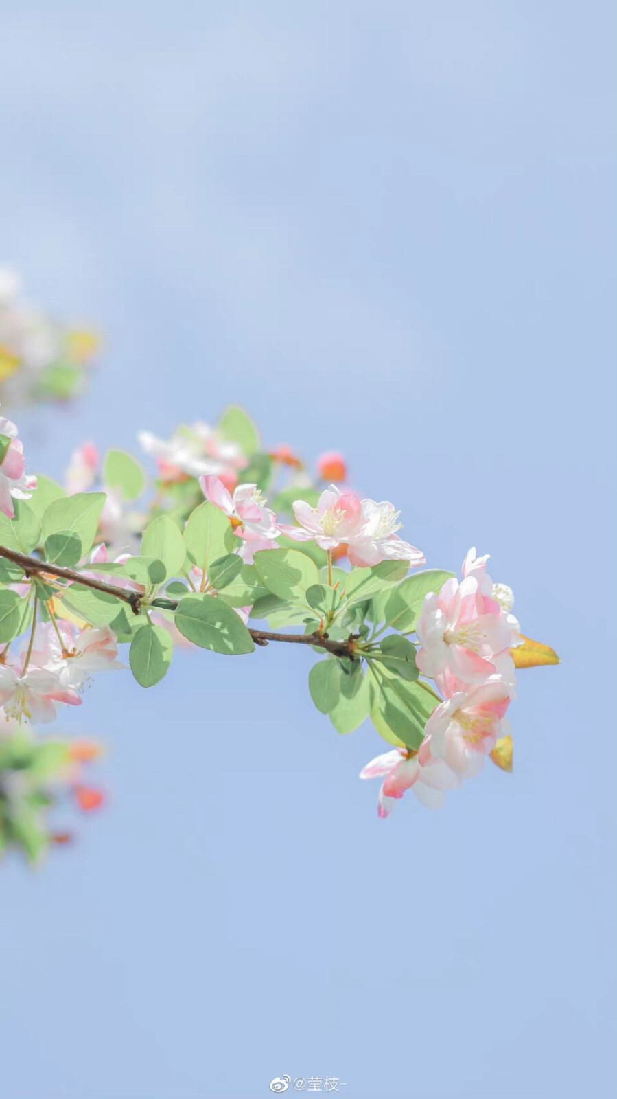 海棠和蓝天是绝配啊 ​
摄影@莹枝-