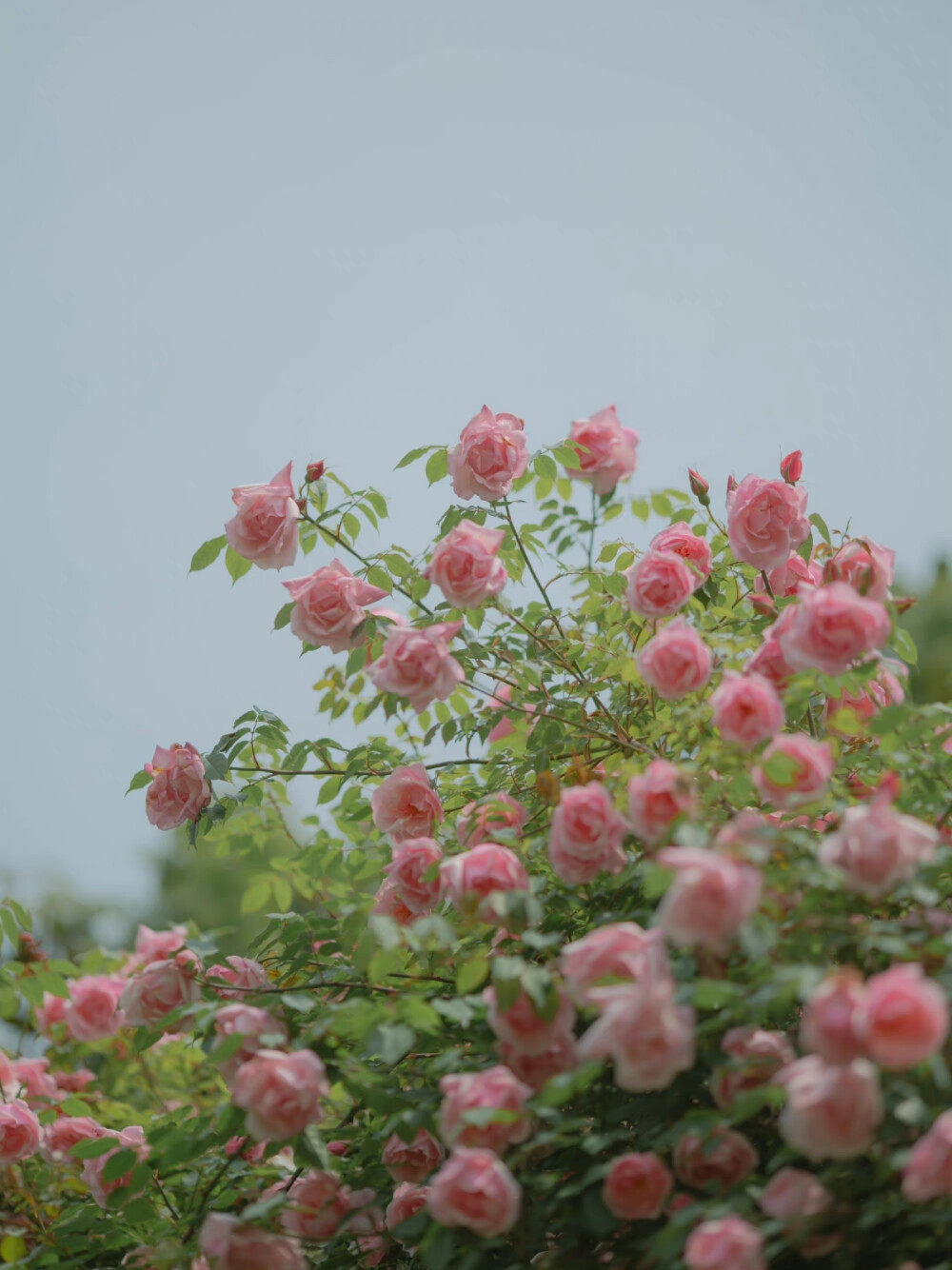 我怎么会浪漫呢，浪漫的是春天呀
摄影@我们只在地球住几晚哦