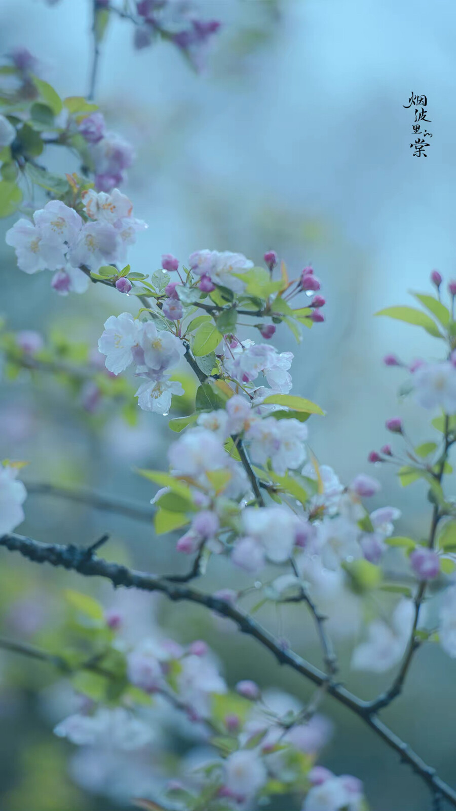 “窗外的树在摇 好像森林的来信 告知人间夏的来临” ​​​
晚安.
摄影师/烟波里的棠