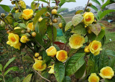 金花茶(誉为“植物大熊猫”)