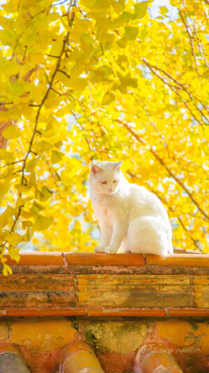 银杏树和猫