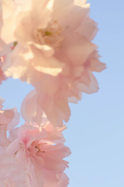 春有约，花已开
摄影：@青山风月_ ​