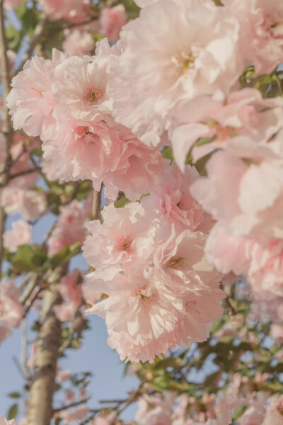 春有约，花已开
摄影：@青山风月_ ​
