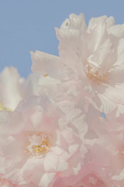 春有约，花已开
摄影：@青山风月_ ​