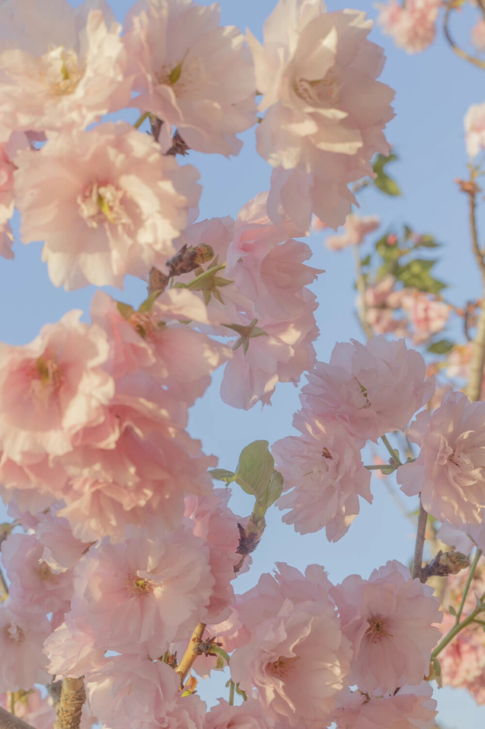 春有约，花已开
摄影：@青山风月_ ​