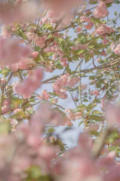 春有约，花已开
摄影：@青山风月_ ​