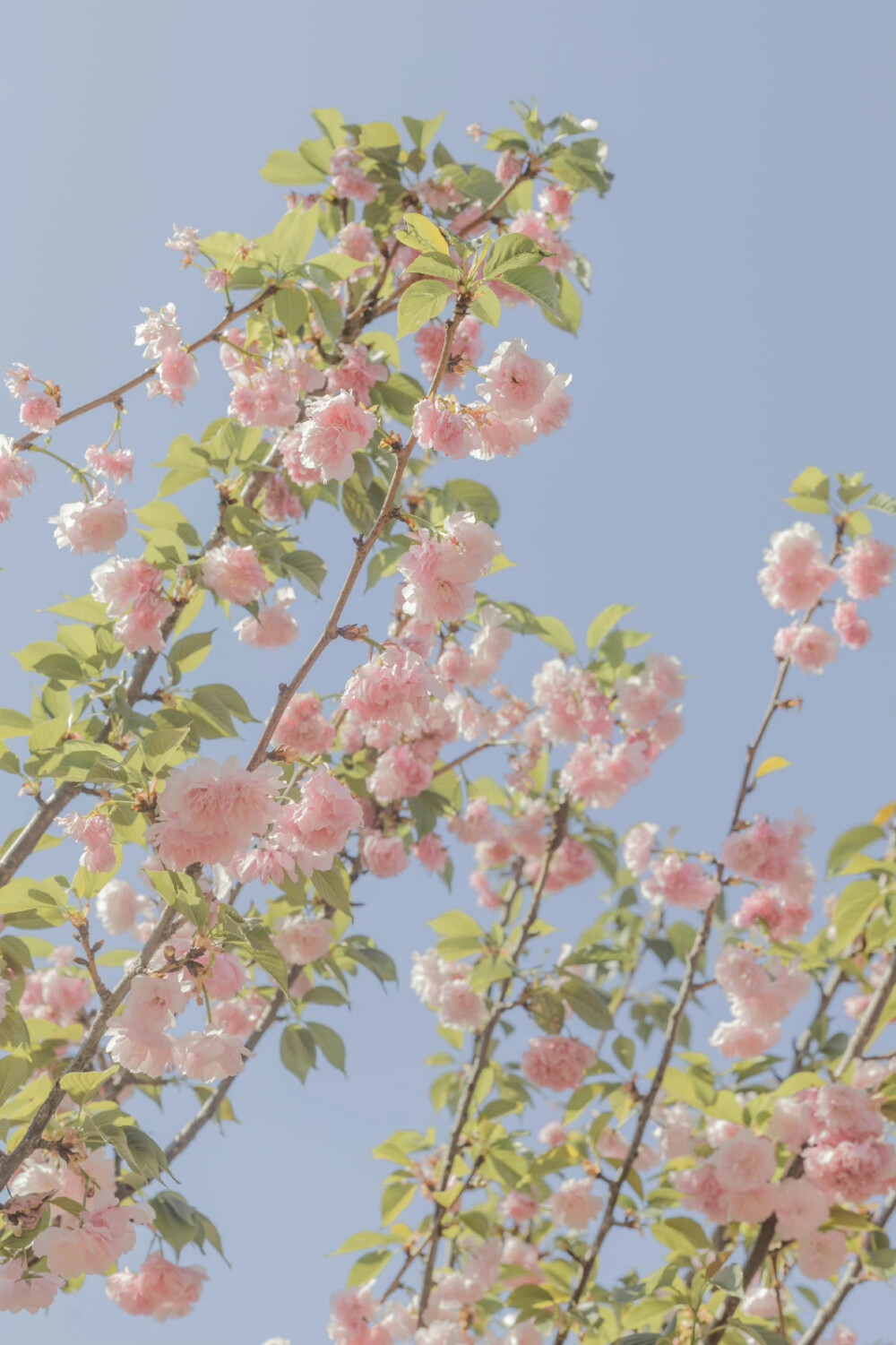 春有约，花已开
摄影：@青山风月_ ​