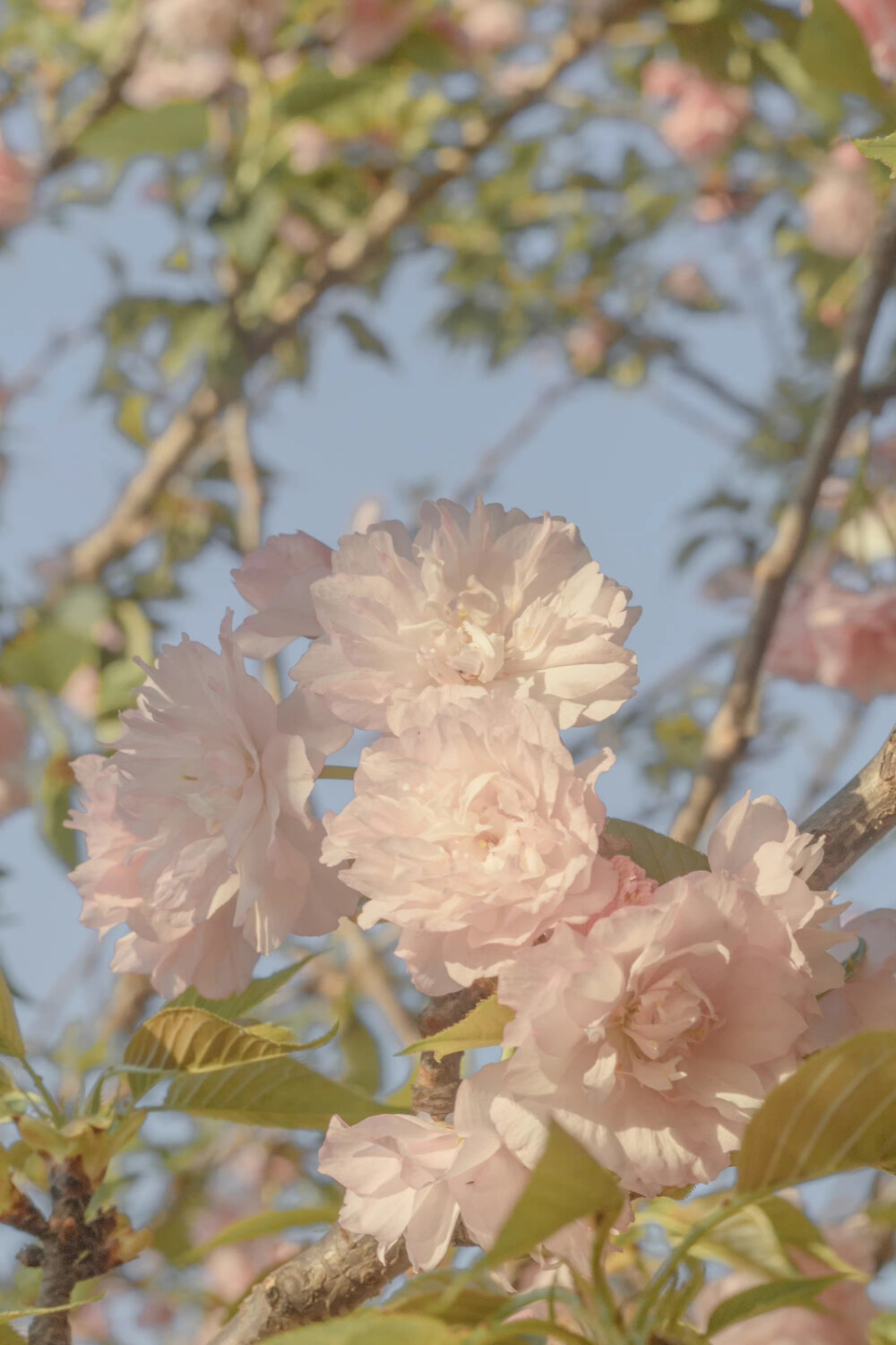 春有约，花已开
摄影：@青山风月_ ​