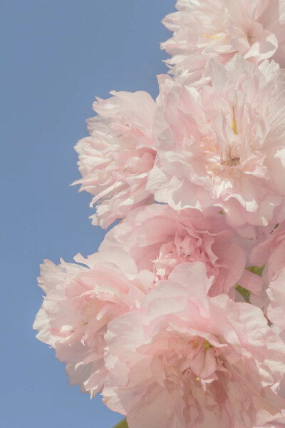 春有约，花已开
摄影：@青山风月_ ​