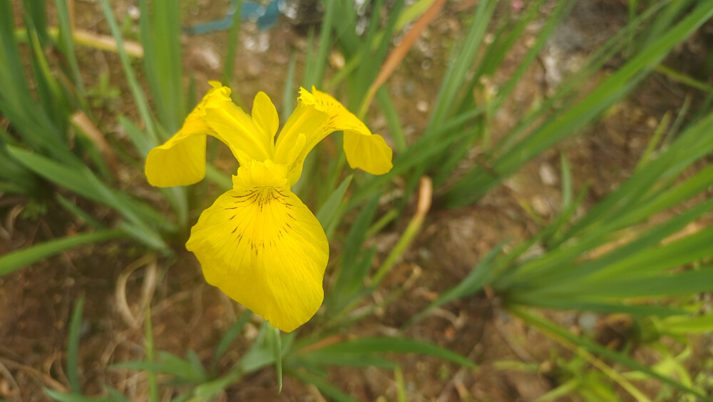 美丽吉安之赏花系列：黄菖蒲花开迷人