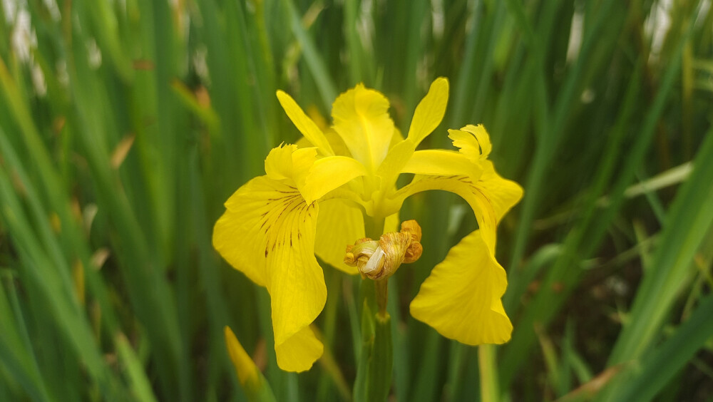 美丽吉安之赏花系列：黄菖蒲花开迷人