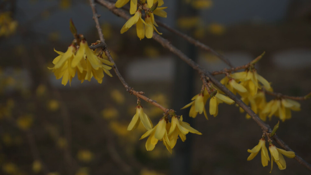 花海