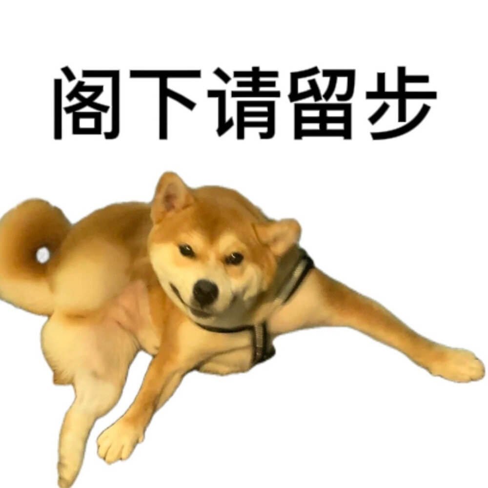 柴犬